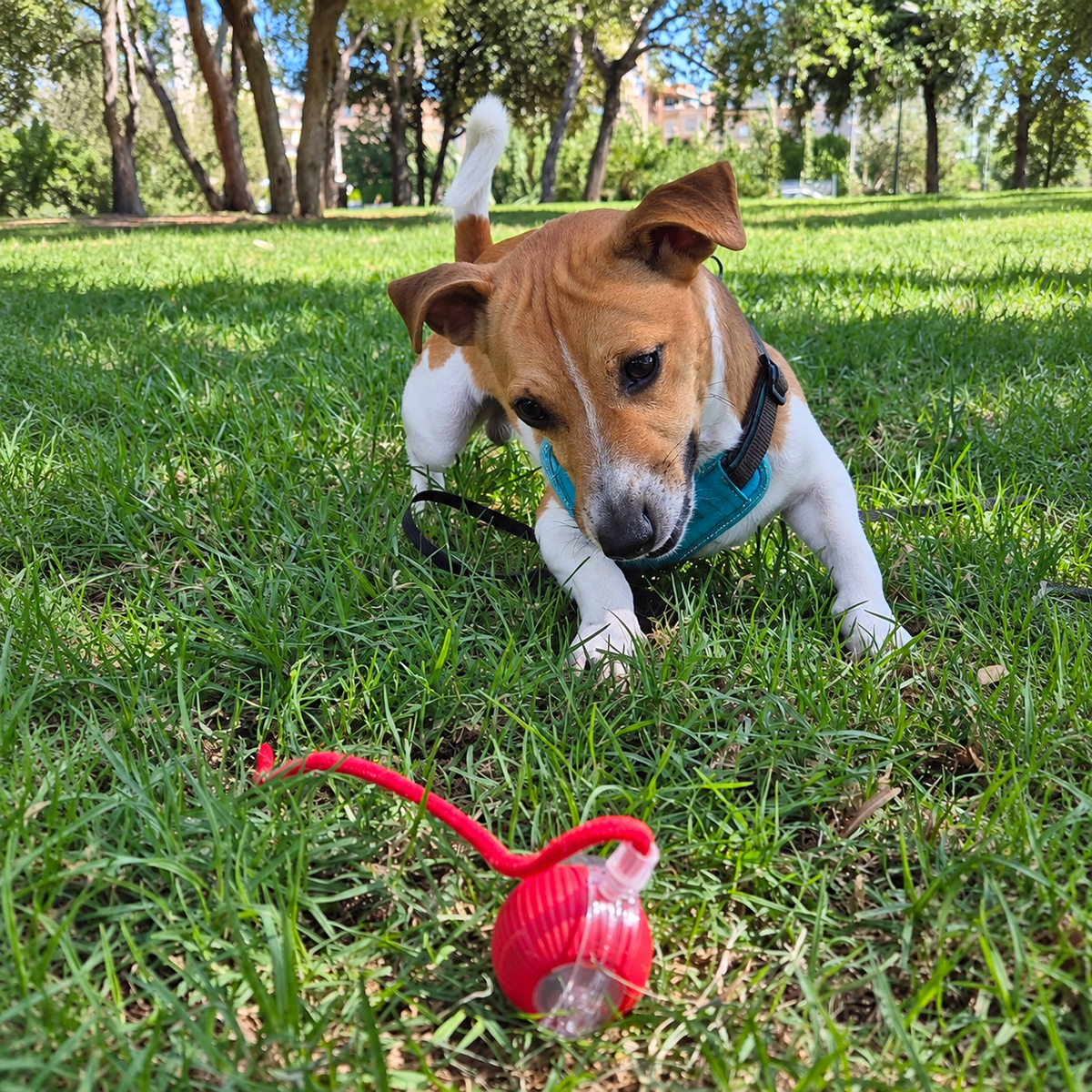 CatchMe — Smart Interactive Chase Ball for Dogs