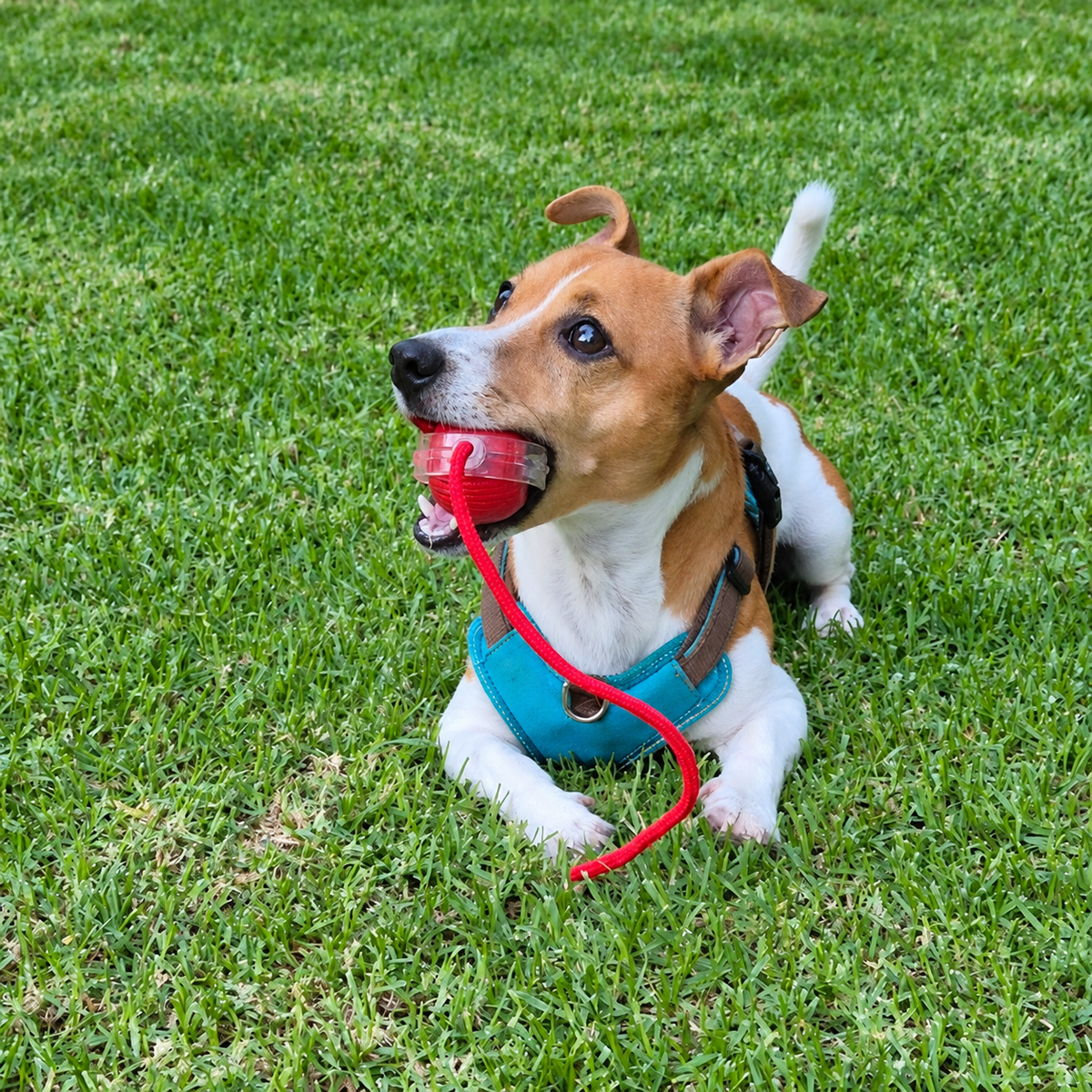 CatchMe — Smart Interactive Chase Ball for Dogs