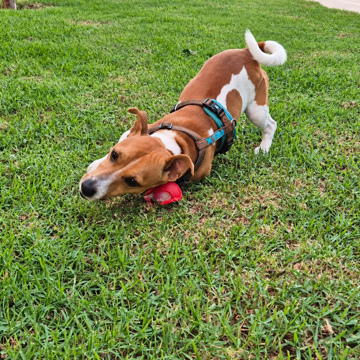 CatchMe — Smart Interactive Chase Ball for Dogs