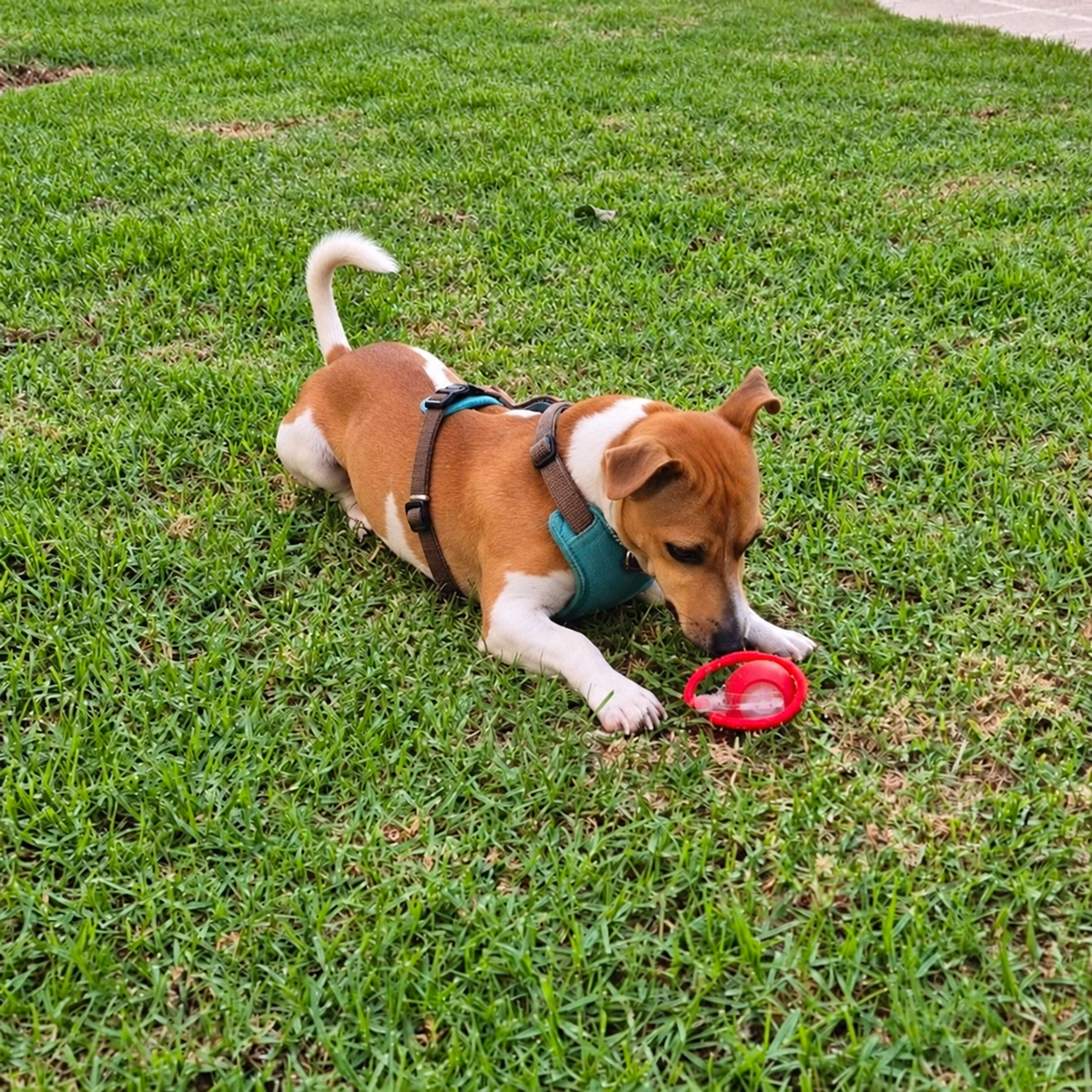 CatchMe — Smart Interactive Chase Ball for Dogs