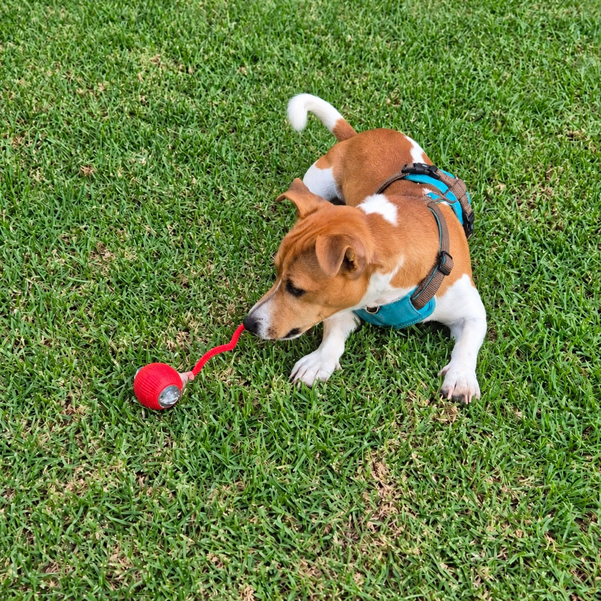 CatchMe — Smart Interactive Chase Ball for Dogs